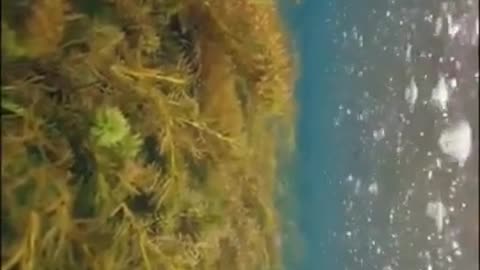 😮🌧️ What Rain Looks Like Underwater Is Mesmerizing! | FeedMyCuriosity