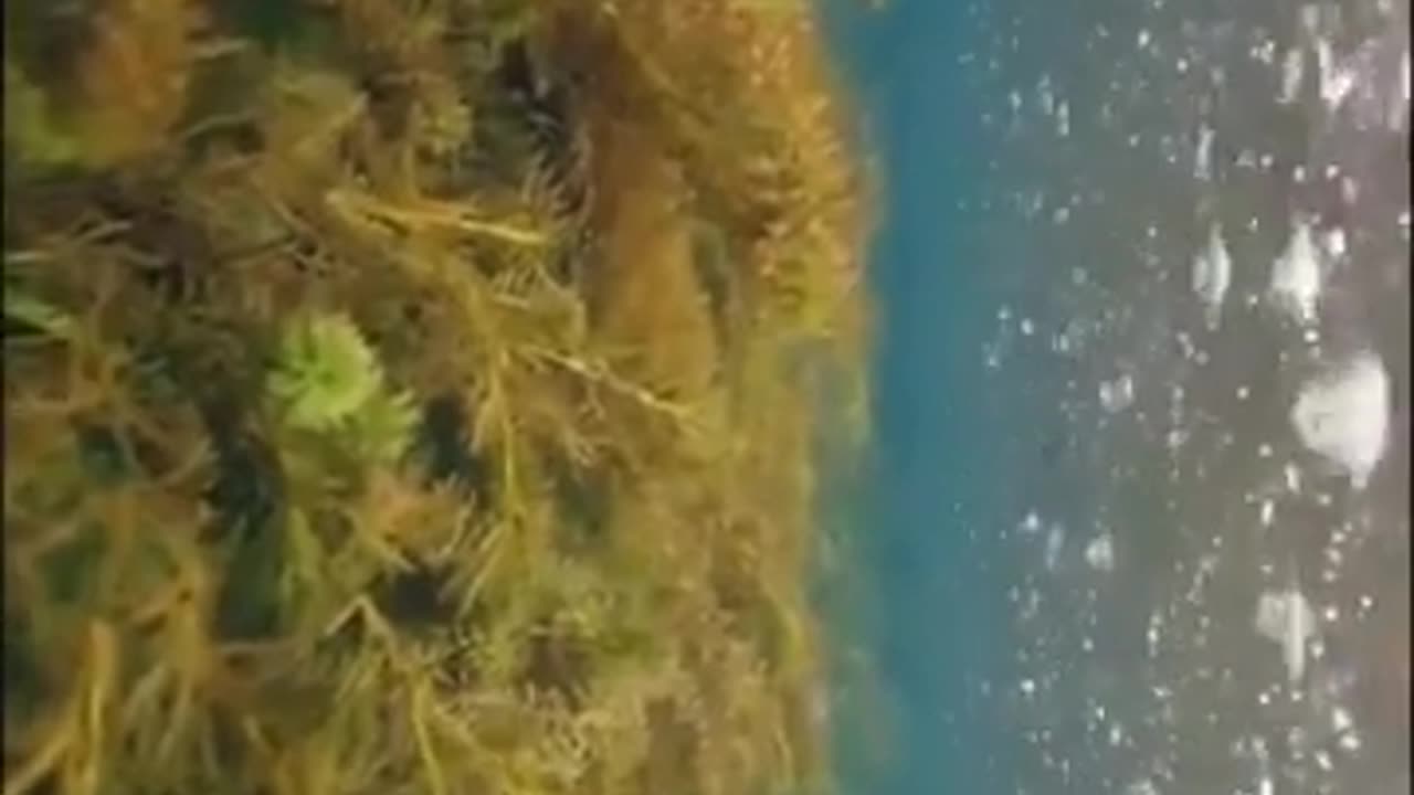 😮🌧️ What Rain Looks Like Underwater Is Mesmerizing! | FeedMyCuriosity