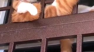 Coolest cat of the day!