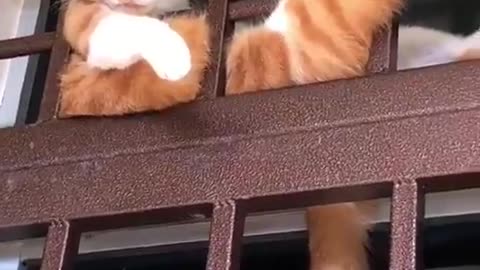 Coolest cat of the day! 