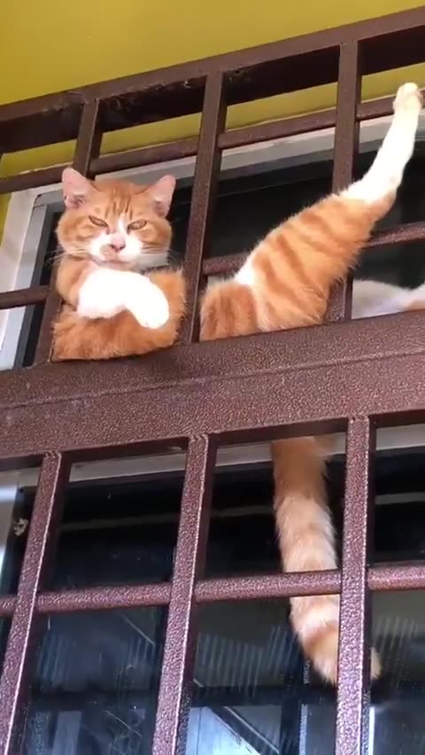 Coolest cat of the day!