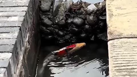 High jump of fish