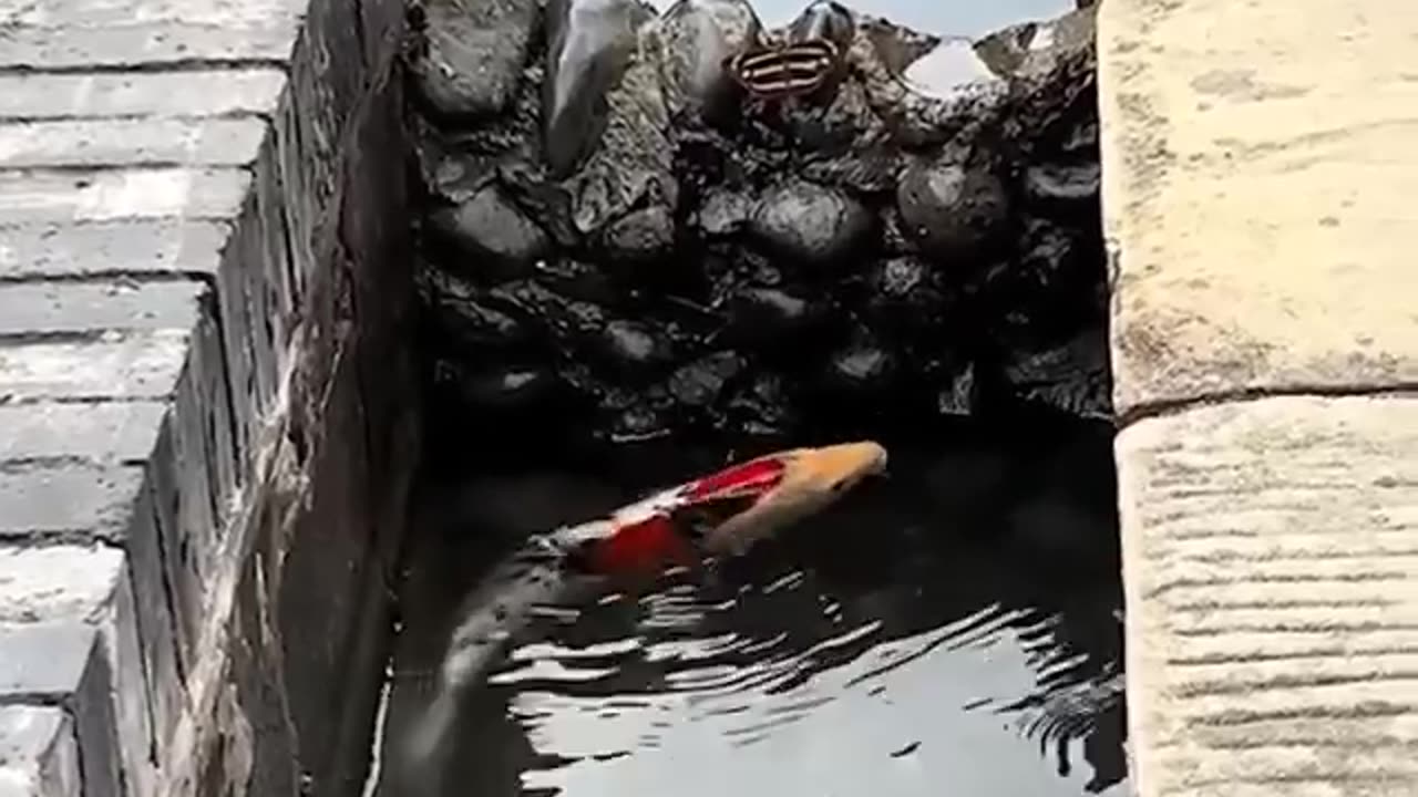 High jump of fish
