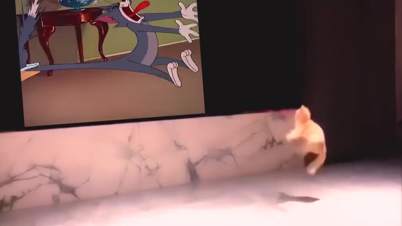 Funny video of a cat running away after seeing a cut video 2025 skc.com 94