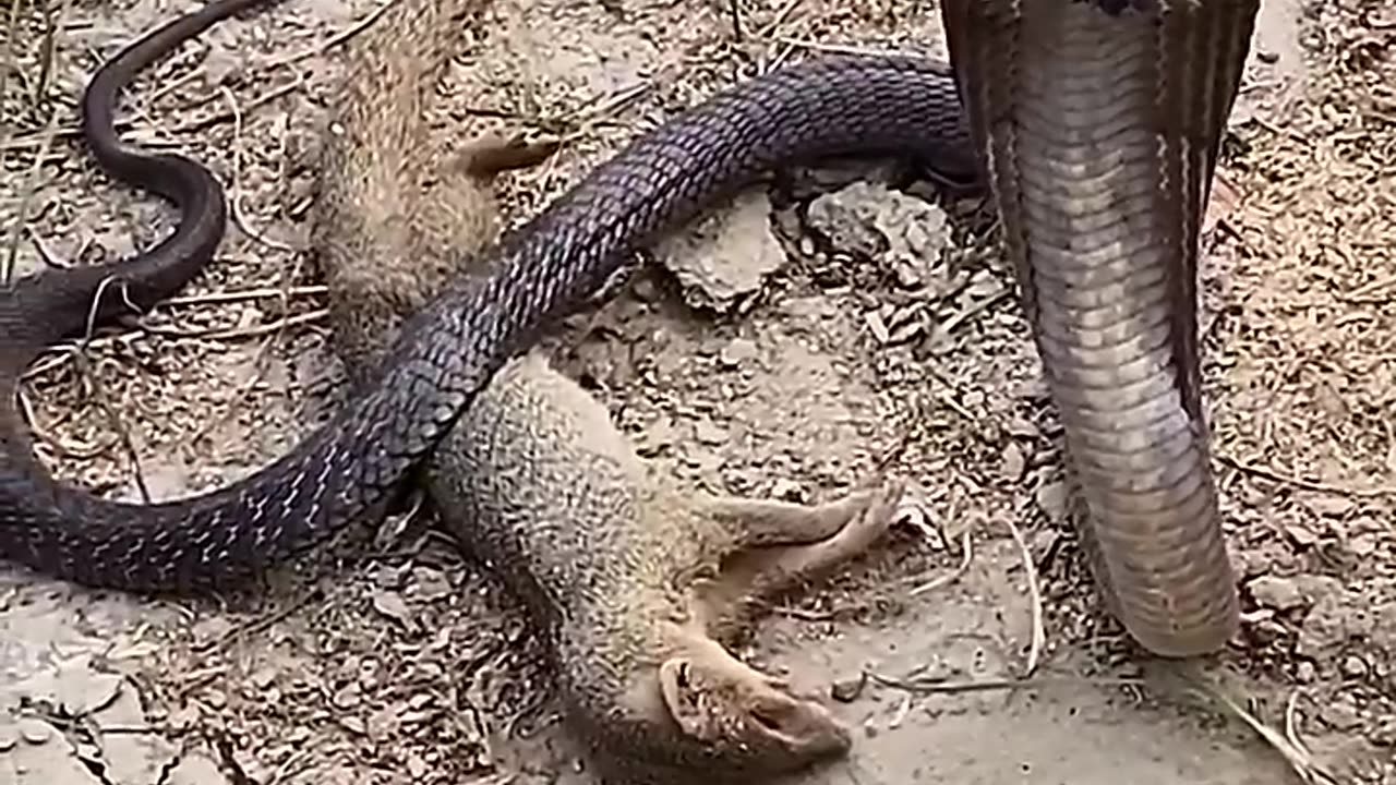 The reason for the enmity between snake