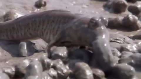🤯✨ Discover How Mudskippers Walk & Breathe on Land! | FeedMyCuriosity