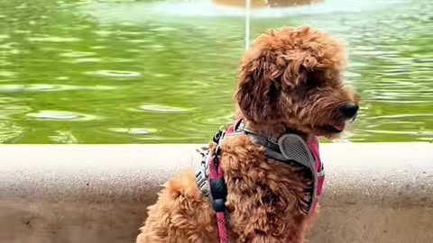 A Day in the Life of My Funny Dog | Mini Goldendoodle