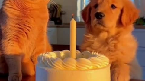 Dog Cat Birthday Cute Funny