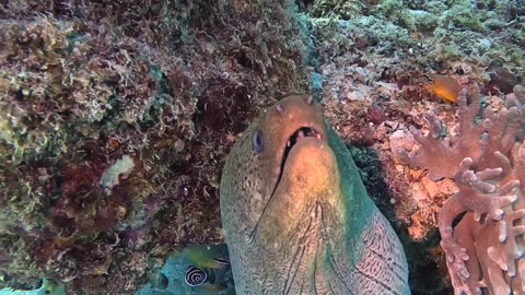 Big Eel Yawn