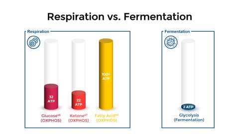 Respiration vs. Fermentation