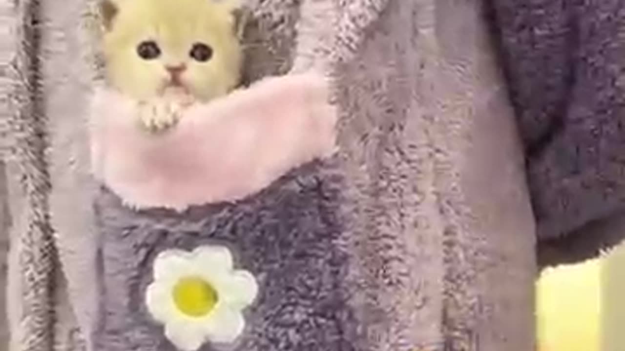 Cat fun and fun