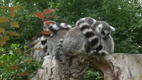mixkit-group-of-lemurs-on-a-trunk