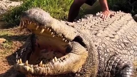 🧠✨ Meet Henry, The Oldest Nile Crocodile Born in 1900! | FeedMyCuriosity