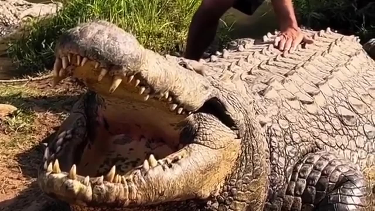 🧠✨ Meet Henry, The Oldest Nile Crocodile Born in 1900! | FeedMyCuriosity