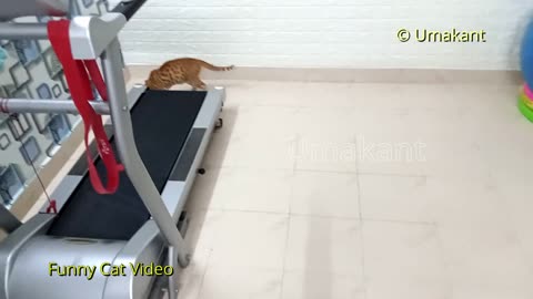 Funny Cats 141 Bhua Playing With Plastic