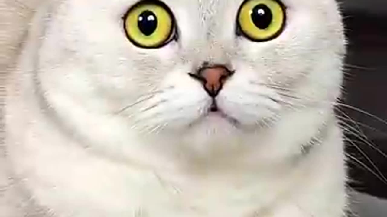 The cat video