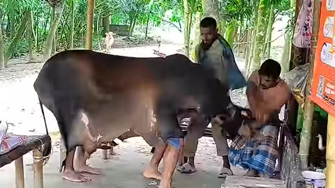 Cow Funny😂😂 #funny #animals #comedy #shortvideo #shorts #viralvideo #video