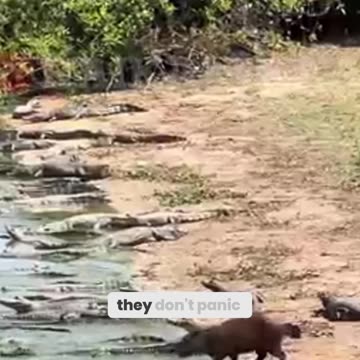 Why Crocodiles Avoid Eating Capybaras – The Shocki