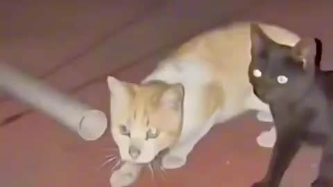 Funny cats and animals videos