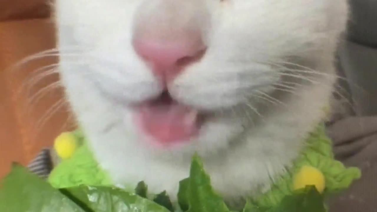 Cats also like to eat green vegetables.