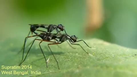 😮🕷️ Watch These Split-Legged Flies Mating! | FeedMyCuriosity