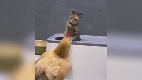 Funniest Cats and Dogs Clip 2025😼🐶Try Not To Laugh😜