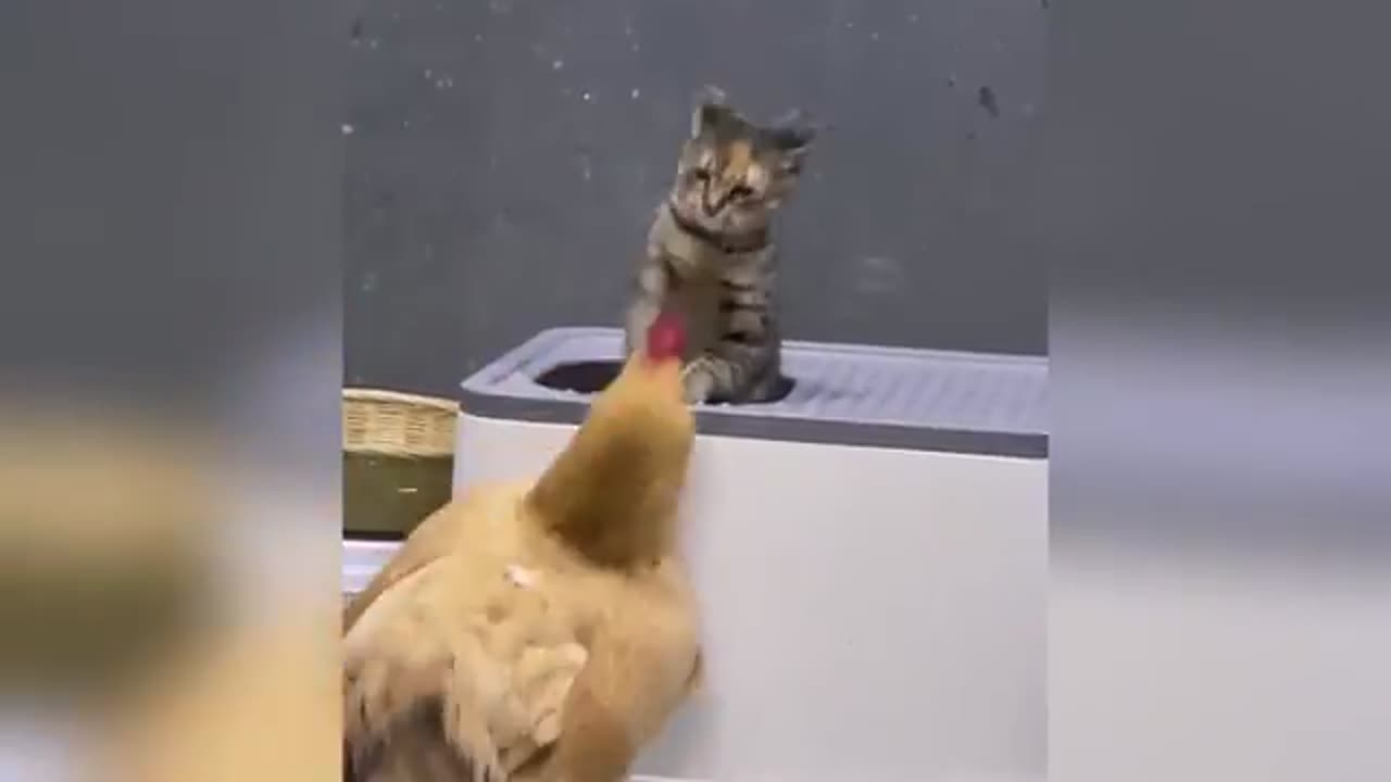 Funniest Cats and Dogs Clip 2025😼🐶Try Not To Laugh😜