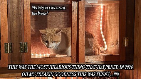 HILARIOUS ADVENTURES WITH TICKLES THE KITTY 10 DAYS BEFORE CHRISTMAS