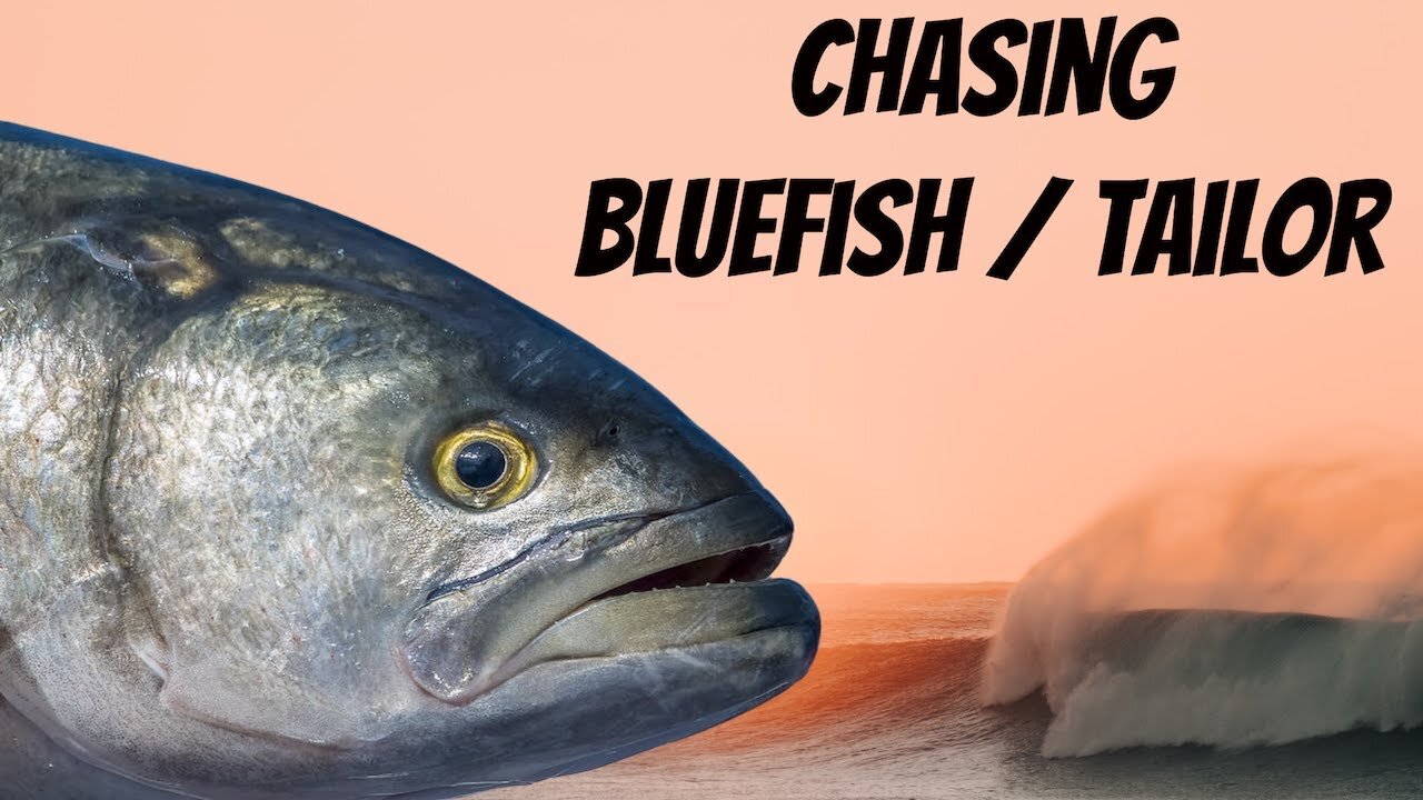 How To Catch BLUEFISH In AUSTRALIA (new Method)