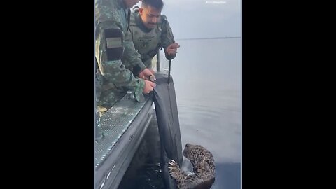 Brazil Coast Guard Saves a Leopard?! 🐆😱🇧🇷