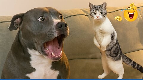 Super Funny Animal Videos 😹🐶 You Will Die Laughing Because Of These Dogs And Cats😺