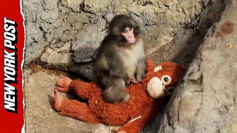 Baby monkey carries around stuffed animal as a 'surrogate mother' for comfort