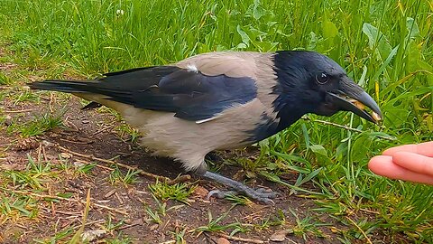 Hand Feeding Hooded Crow Walnuts and Peanuts on a Grassy Park Path