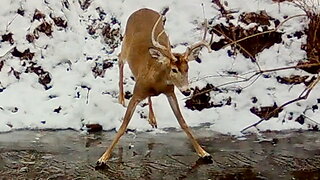 Buck Keeps Slipping on the Ice