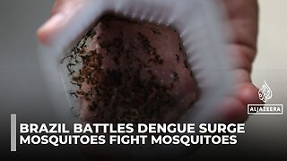 Brazil’s rainy season fuels dengue crisis as scientists turn to new tactics