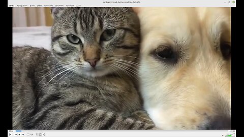 Dog and Cat, Inseparable Best Friends