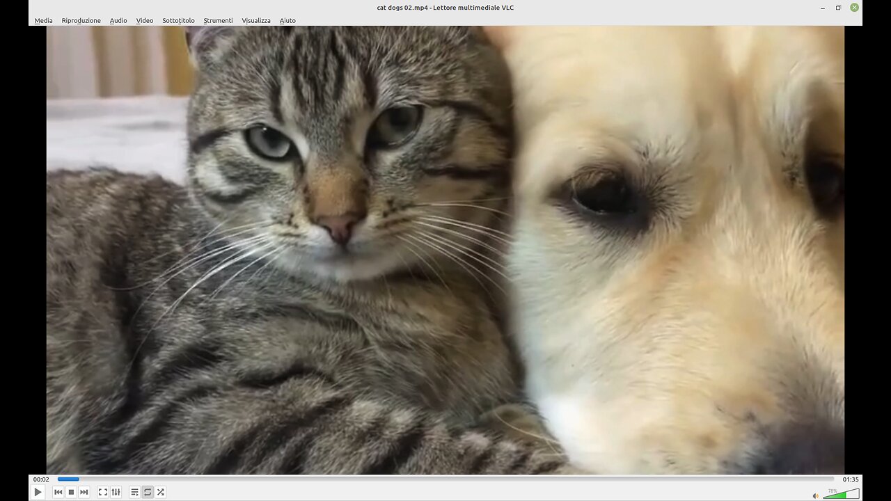 Dog and Cat, Inseparable Best Friends