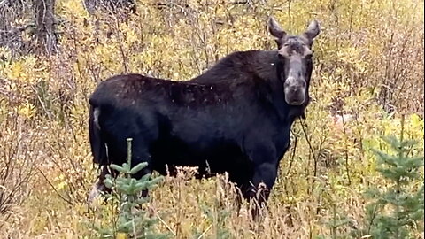 Moose in the Mountains