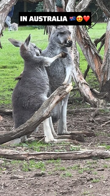 Lovely kangaroos mum and baby