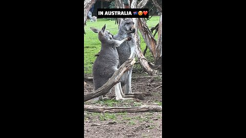 Lovely kangaroos mum and baby