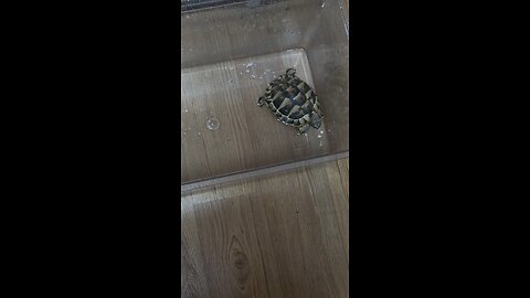 East hermann tortoise