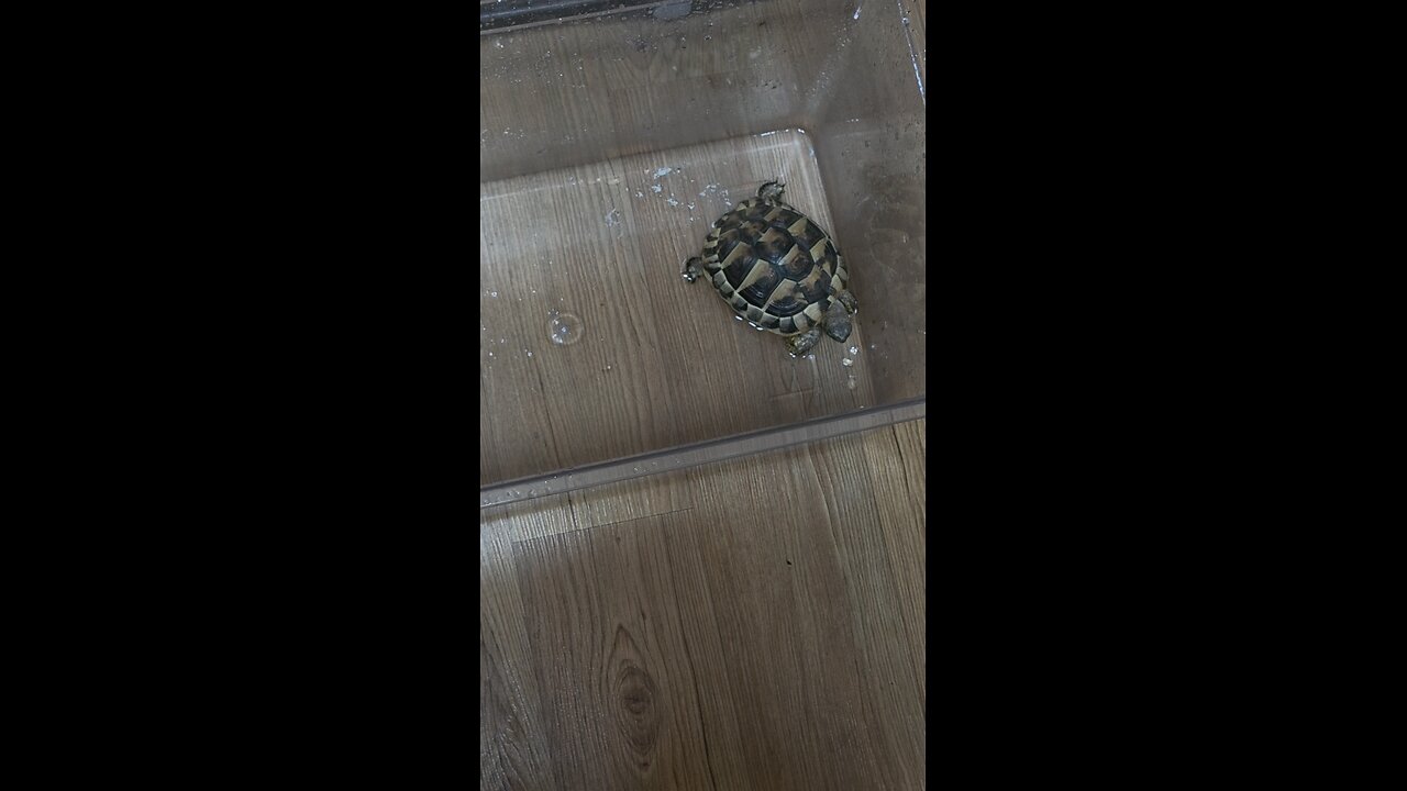 East hermann tortoise