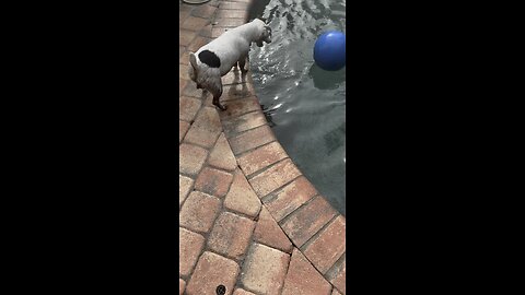 Dirty Dog!