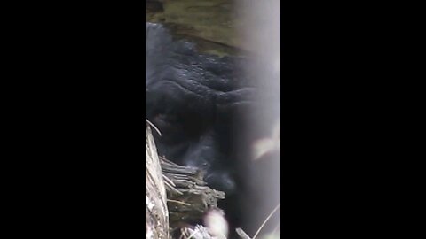 The Discovery of Bigfoot is happening