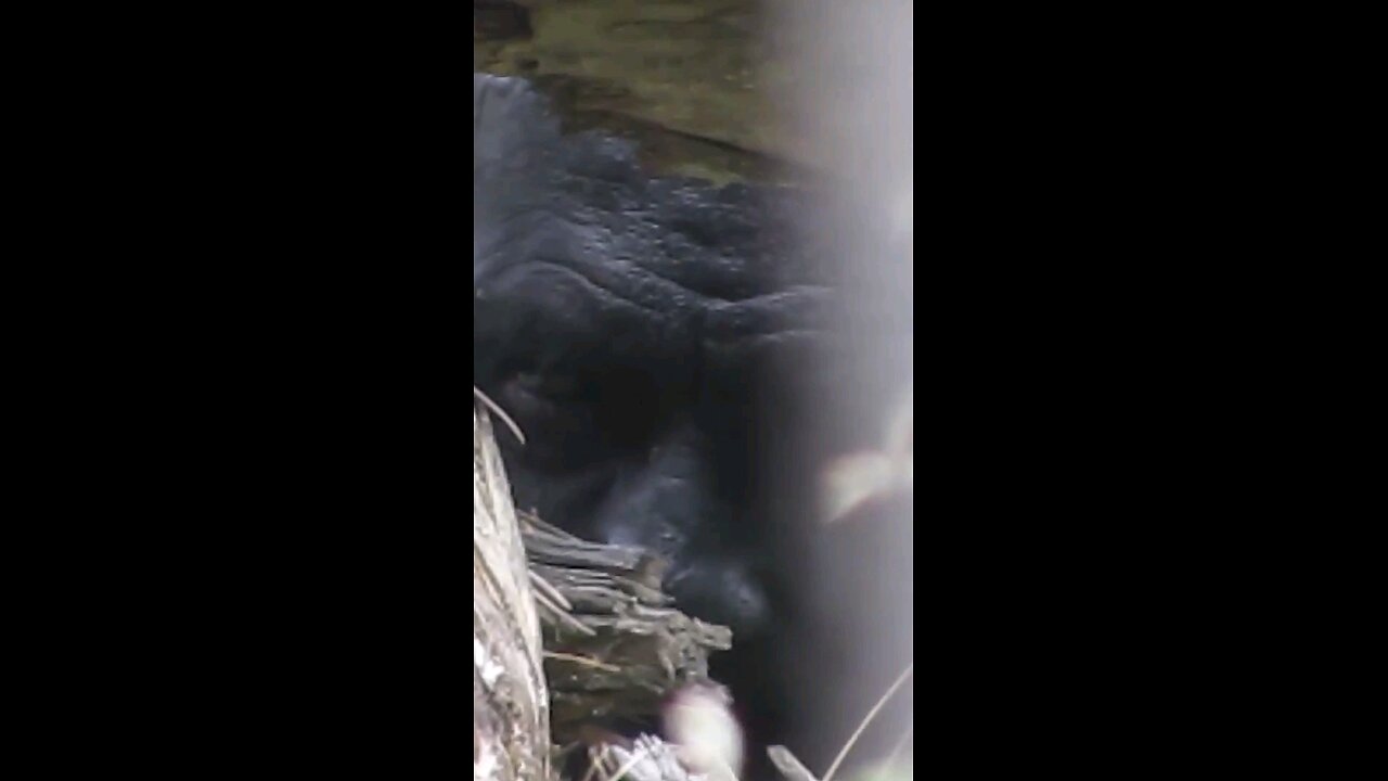 The Discovery of Bigfoot is happening