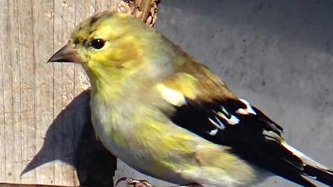 Finch and Wren