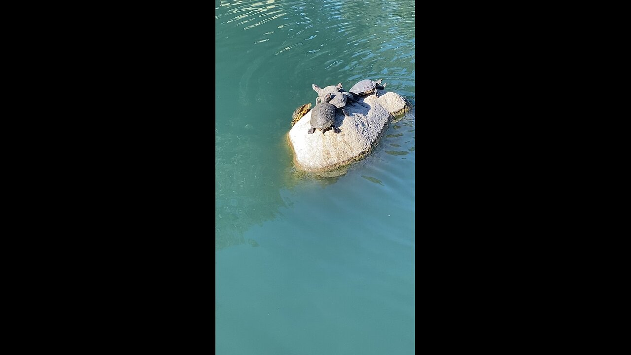 Red-Eared Slider Turtles 🐢 #viral #redearedslider #turtle #turtles #followme #shorts #trending