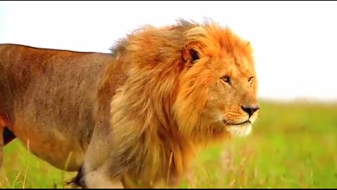 WHY CHRIST CAME - DAILY DEVOTIONAL ❤️