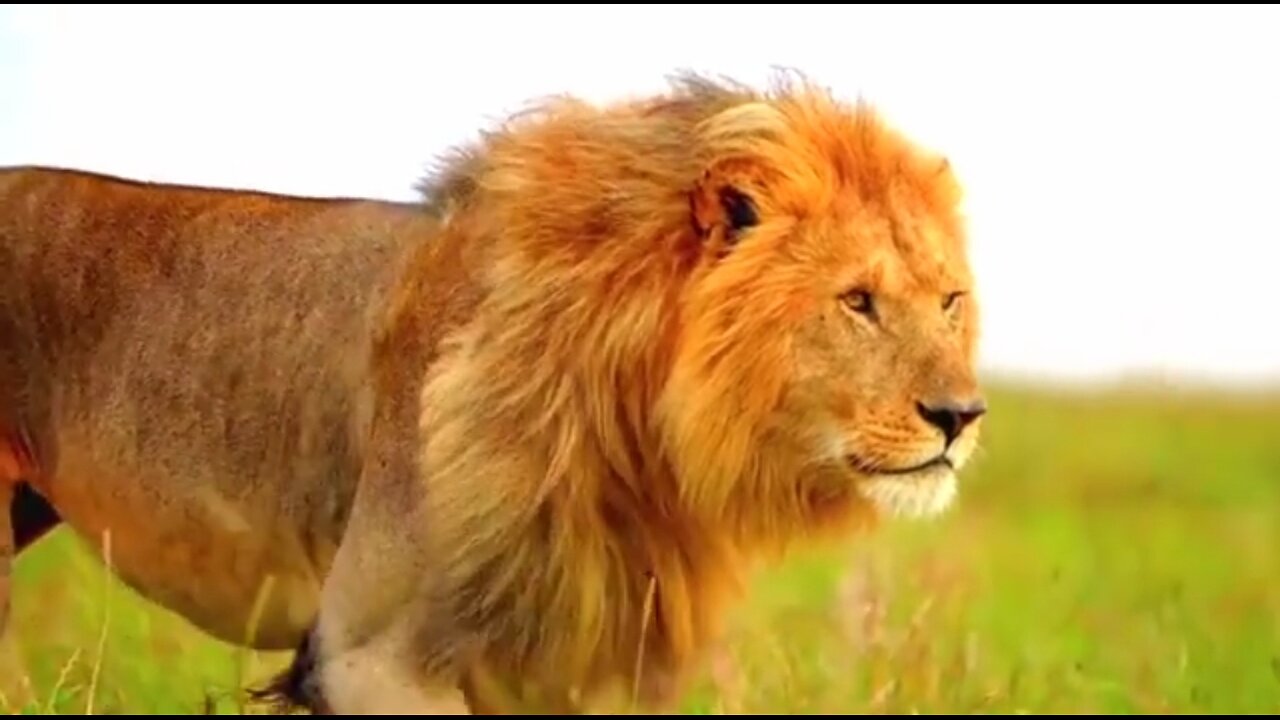 WHY CHRIST CAME - DAILY DEVOTIONAL ❤️