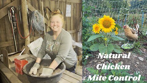 How to Get Rid of Chicken Mites Naturally